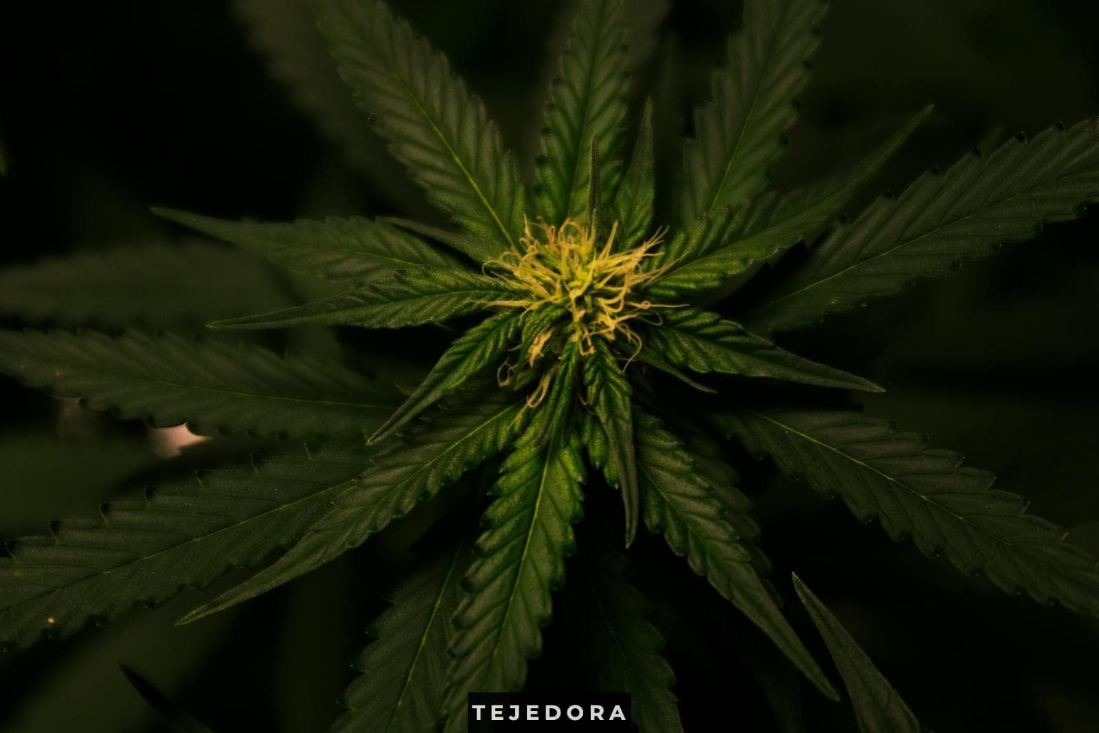 Planta marihuana